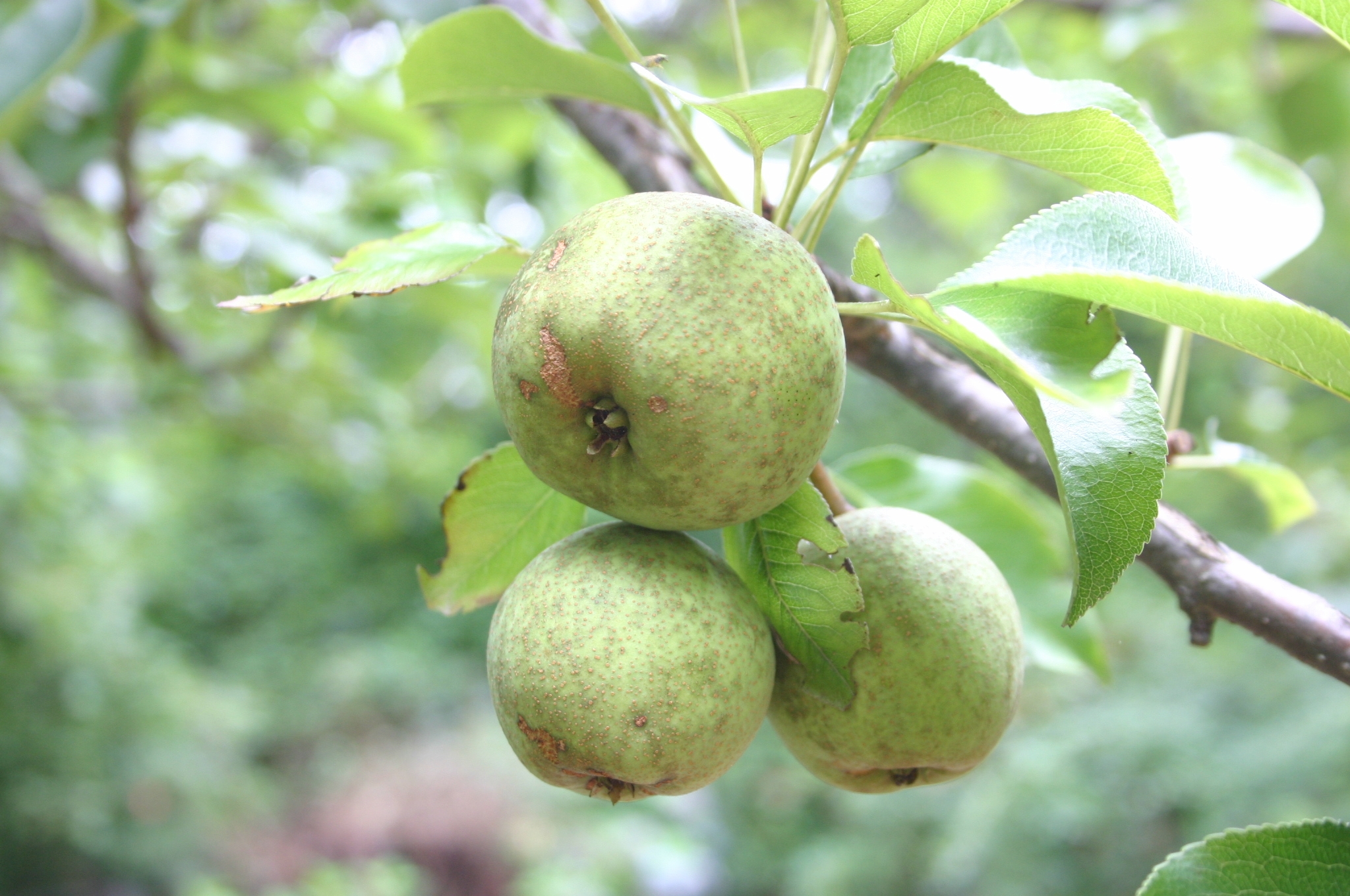 Crab Apple Fruit