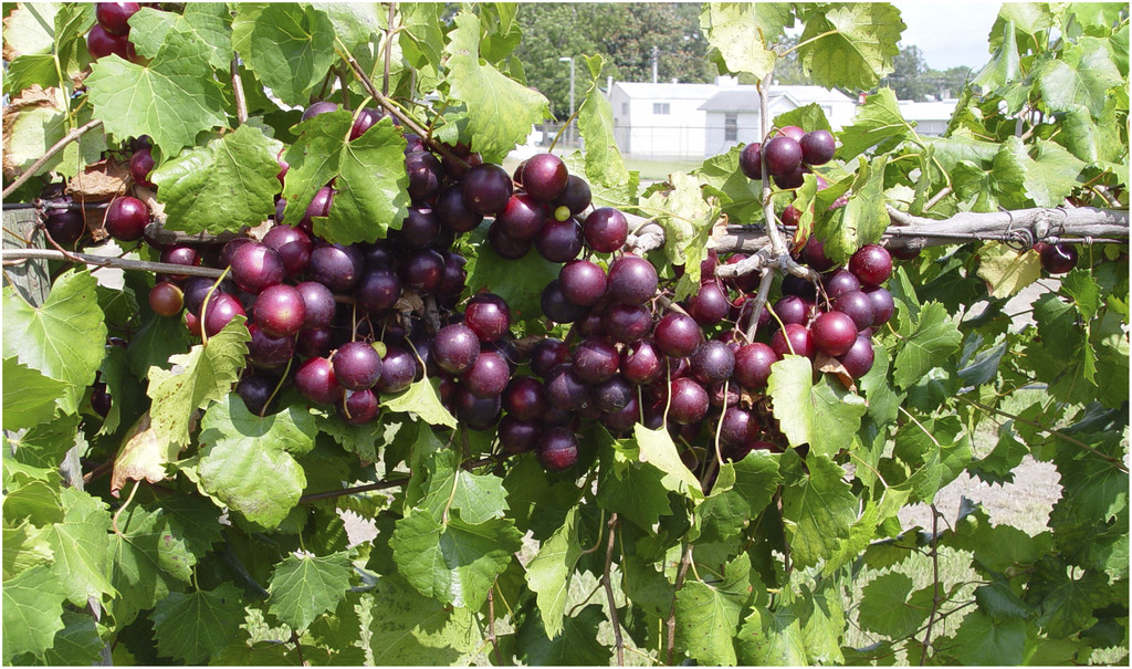 Muscadine Grapes