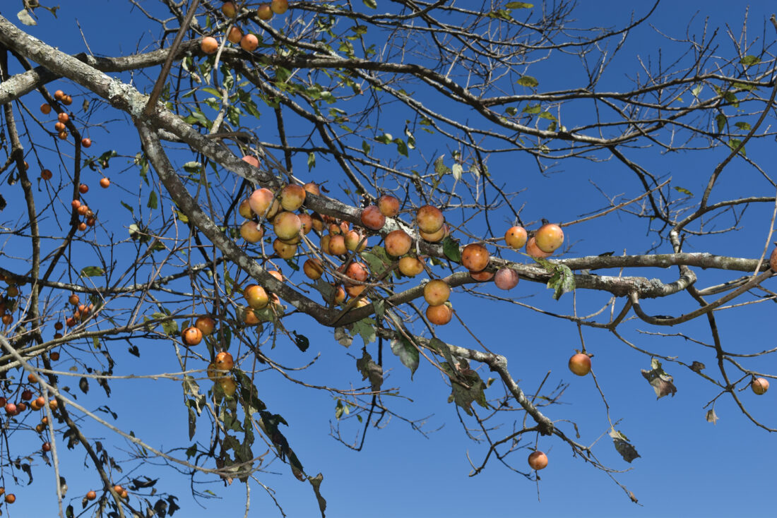 Persimmon Fruit