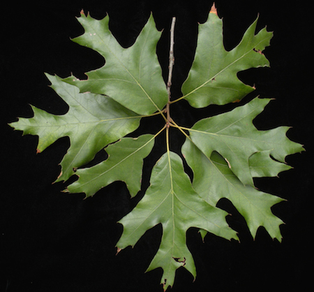 Red Oak Leaf